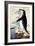 Chinstrap or Bearded Penguin, Pygoscelis Antarctica-George Forster-Framed Giclee Print