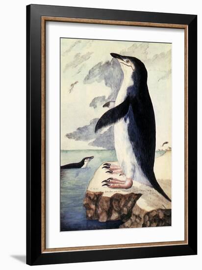 Chinstrap or Bearded Penguin, Pygoscelis Antarctica-George Forster-Framed Giclee Print