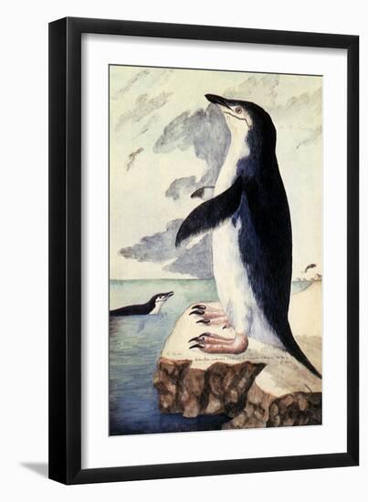 Chinstrap or Bearded Penguin, Pygoscelis Antarctica-George Forster-Framed Giclee Print