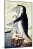 Chinstrap or Bearded Penguin, Pygoscelis Antarctica-George Forster-Mounted Giclee Print
