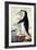 Chinstrap or Bearded Penguin, Pygoscelis Antarctica-George Forster-Framed Giclee Print