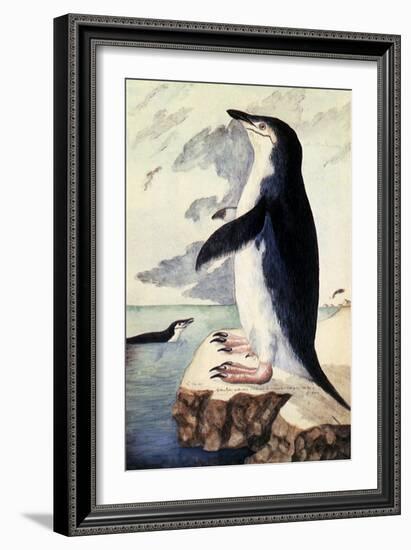 Chinstrap or Bearded Penguin, Pygoscelis Antarctica-George Forster-Framed Giclee Print