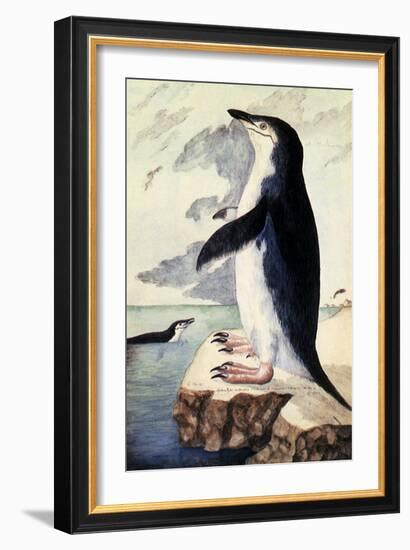 Chinstrap or Bearded Penguin, Pygoscelis Antarctica-George Forster-Framed Giclee Print