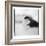 Chinstrap Penguin, Antarctica-Paul Souders-Framed Photographic Print