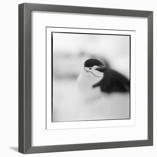 Chinstrap Penguin, Antarctica-Paul Souders-Framed Photographic Print