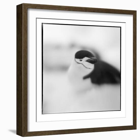 Chinstrap Penguin, Antarctica-Paul Souders-Framed Photographic Print