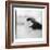 Chinstrap Penguin, Antarctica-Paul Souders-Framed Photographic Print