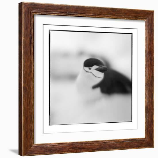 Chinstrap Penguin, Antarctica-Paul Souders-Framed Photographic Print