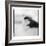 Chinstrap Penguin, Antarctica-Paul Souders-Framed Photographic Print