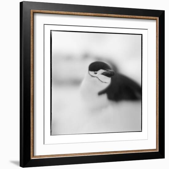 Chinstrap Penguin, Antarctica-Paul Souders-Framed Photographic Print