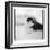 Chinstrap Penguin, Antarctica-Paul Souders-Framed Photographic Print