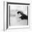 Chinstrap Penguin, Antarctica-Paul Souders-Framed Photographic Print