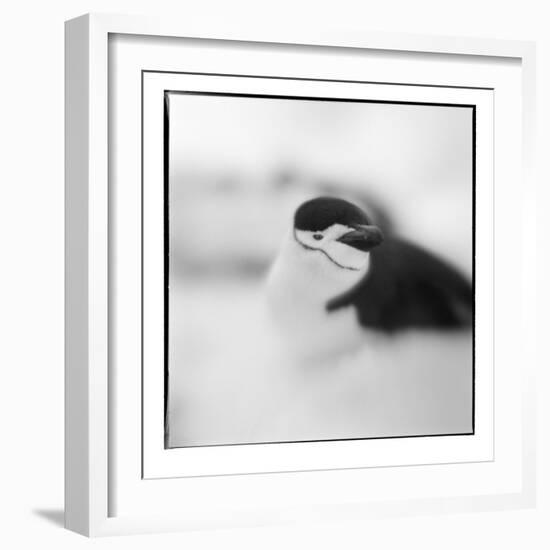 Chinstrap Penguin, Antarctica-Paul Souders-Framed Photographic Print