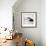 Chinstrap Penguin, Antarctica-Paul Souders-Framed Photographic Print displayed on a wall