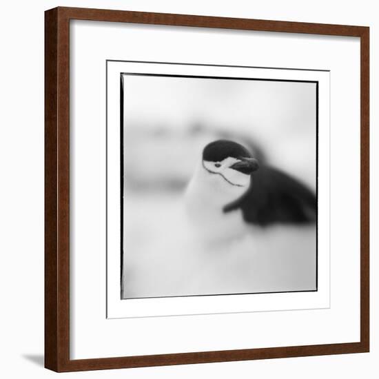 Chinstrap Penguin, Antarctica-Paul Souders-Framed Photographic Print