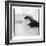 Chinstrap Penguin, Antarctica-Paul Souders-Framed Photographic Print