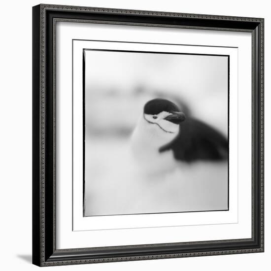 Chinstrap Penguin, Antarctica-Paul Souders-Framed Photographic Print