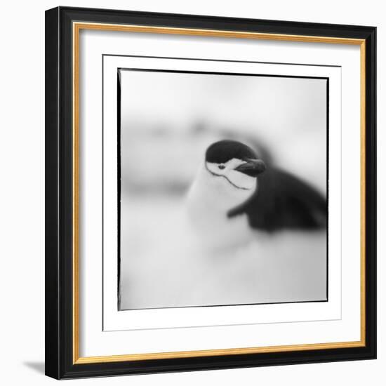 Chinstrap Penguin, Antarctica-Paul Souders-Framed Photographic Print