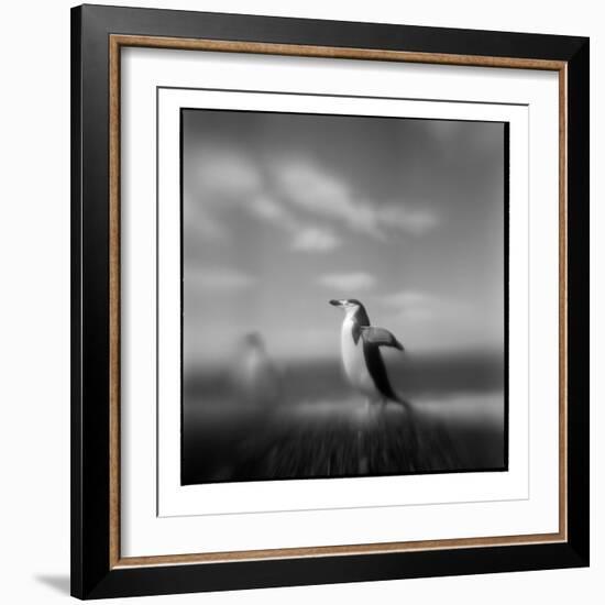 Chinstrap Penguin, Antarctica-Paul Souders-Framed Photographic Print