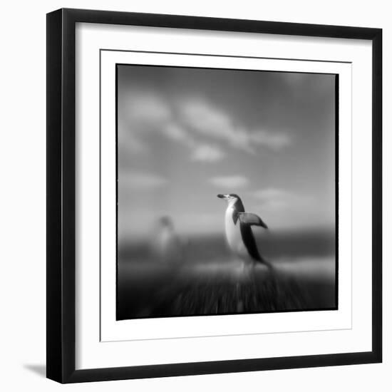 Chinstrap Penguin, Antarctica-Paul Souders-Framed Photographic Print