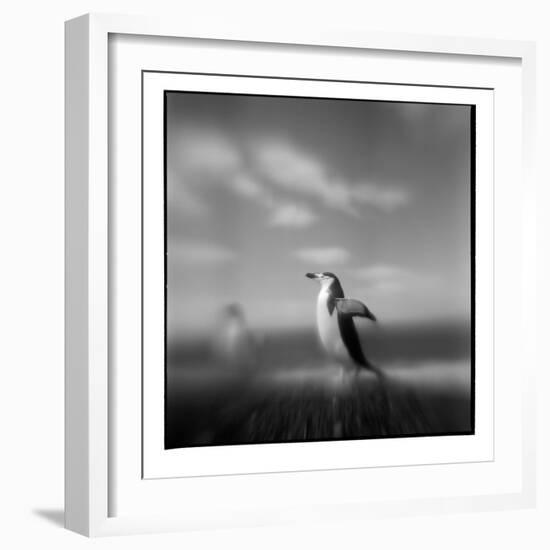 Chinstrap Penguin, Antarctica-Paul Souders-Framed Photographic Print