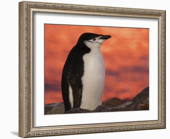 Chinstrap Penguin at Sunset, Antarctica-Edwin Giesbers-Framed Photographic Print