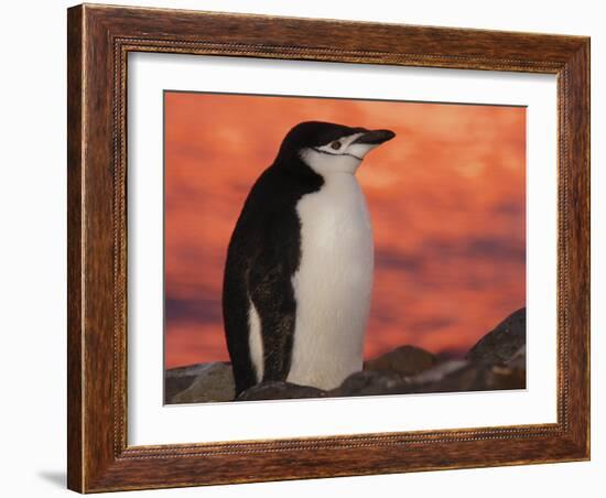 Chinstrap Penguin at Sunset, Antarctica-Edwin Giesbers-Framed Photographic Print