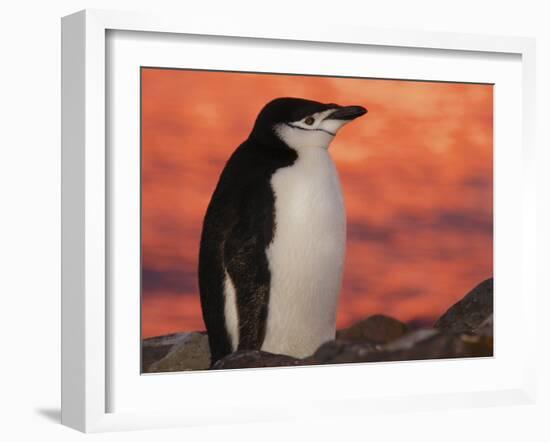 Chinstrap Penguin at Sunset, Antarctica-Edwin Giesbers-Framed Photographic Print