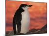 Chinstrap Penguin at Sunset, Antarctica-Edwin Giesbers-Mounted Photographic Print