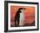 Chinstrap Penguin at Sunset, Antarctica-Edwin Giesbers-Framed Photographic Print