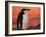 Chinstrap Penguin at Sunset, Antarctica-Edwin Giesbers-Framed Photographic Print