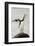 Chinstrap Penguin Calling-Joe McDonald-Framed Photographic Print