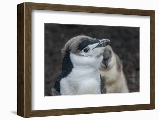 Chinstrap penguin chick (Pygoscelis antarctica) on a black volcanic beach, Saunders Island, South S-Michael Runkel-Framed Photographic Print