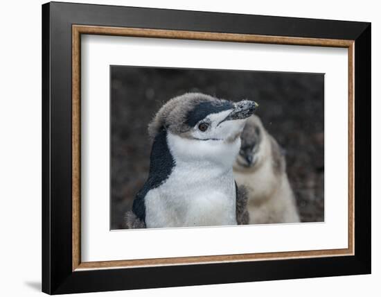 Chinstrap penguin chick (Pygoscelis antarctica) on a black volcanic beach, Saunders Island, South S-Michael Runkel-Framed Photographic Print