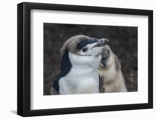 Chinstrap penguin chick (Pygoscelis antarctica) on a black volcanic beach, Saunders Island, South S-Michael Runkel-Framed Photographic Print