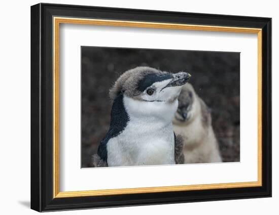 Chinstrap penguin chick (Pygoscelis antarctica) on a black volcanic beach, Saunders Island, South S-Michael Runkel-Framed Photographic Print