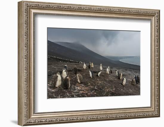 Chinstrap penguin colony (Pygoscelis antarctica), Saunders Island, South Sandwich Islands, Antarcti-Michael Runkel-Framed Photographic Print