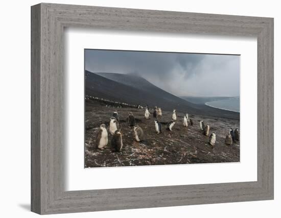 Chinstrap penguin colony (Pygoscelis antarctica), Saunders Island, South Sandwich Islands, Antarcti-Michael Runkel-Framed Photographic Print