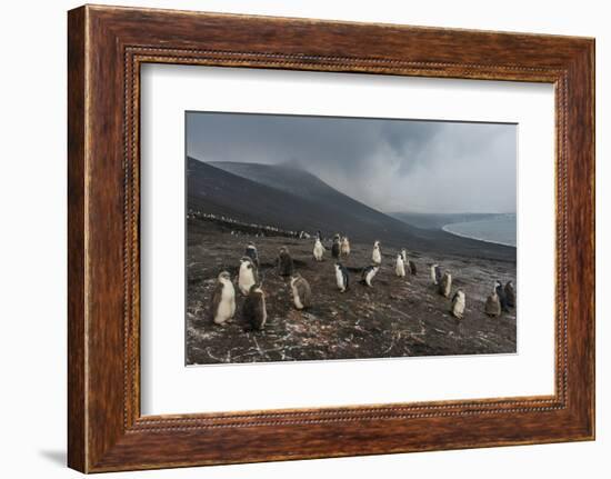 Chinstrap penguin colony (Pygoscelis antarctica), Saunders Island, South Sandwich Islands, Antarcti-Michael Runkel-Framed Photographic Print