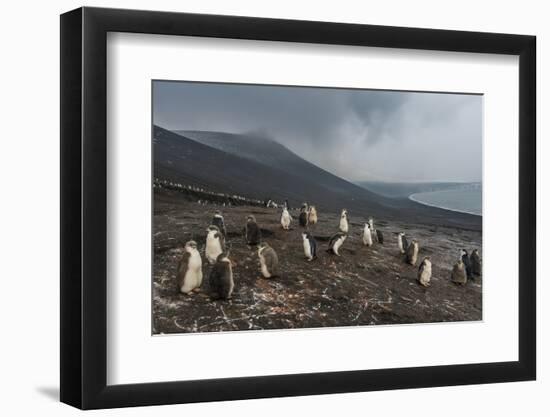 Chinstrap penguin colony (Pygoscelis antarctica), Saunders Island, South Sandwich Islands, Antarcti-Michael Runkel-Framed Photographic Print