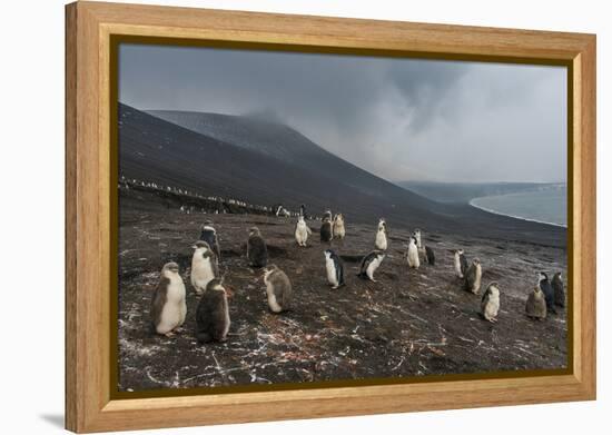 Chinstrap penguin colony (Pygoscelis antarctica), Saunders Island, South Sandwich Islands, Antarcti-Michael Runkel-Framed Premier Image Canvas