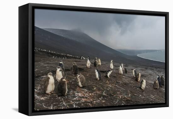 Chinstrap penguin colony (Pygoscelis antarctica), Saunders Island, South Sandwich Islands, Antarcti-Michael Runkel-Framed Premier Image Canvas