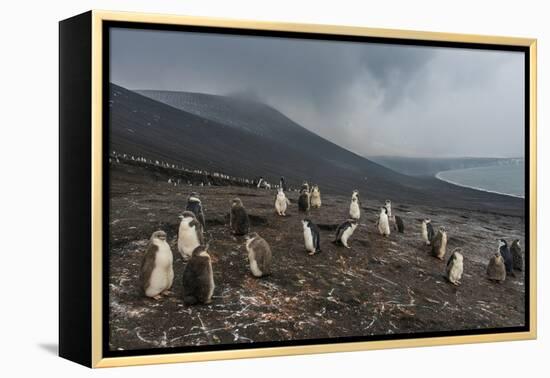 Chinstrap penguin colony (Pygoscelis antarctica), Saunders Island, South Sandwich Islands, Antarcti-Michael Runkel-Framed Premier Image Canvas