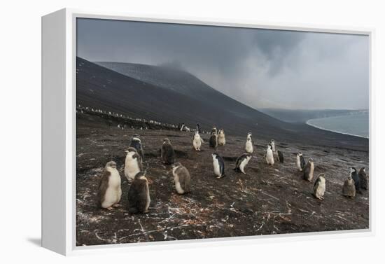 Chinstrap penguin colony (Pygoscelis antarctica), Saunders Island, South Sandwich Islands, Antarcti-Michael Runkel-Framed Premier Image Canvas