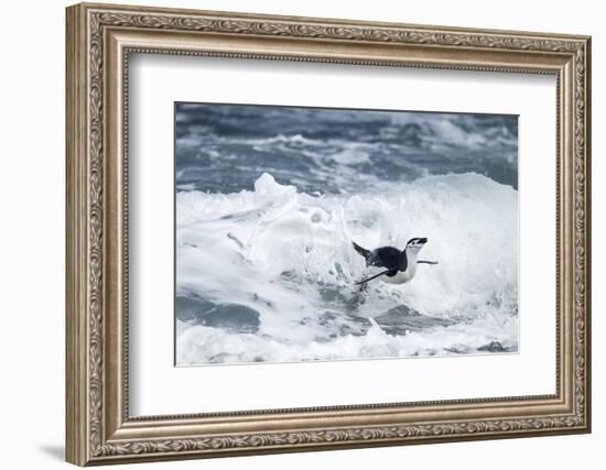 Chinstrap Penguin, Deception Island, Antarctica-Paul Souders-Framed Photographic Print