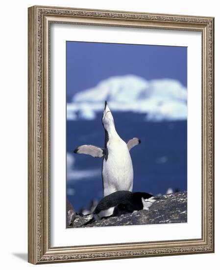 Chinstrap Penguin, Ecstatic Display, South Sandwich Is-Peter Oxford-Framed Photographic Print
