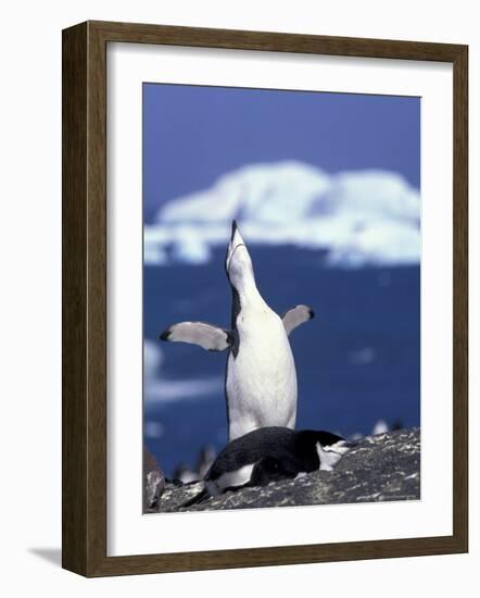 Chinstrap Penguin, Ecstatic Display, South Sandwich Is-Peter Oxford-Framed Photographic Print