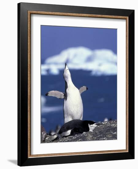 Chinstrap Penguin, Ecstatic Display, South Sandwich Is-Peter Oxford-Framed Photographic Print