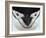 Chinstrap Penguin Face Portrait, Antarctica-Edwin Giesbers-Framed Photographic Print