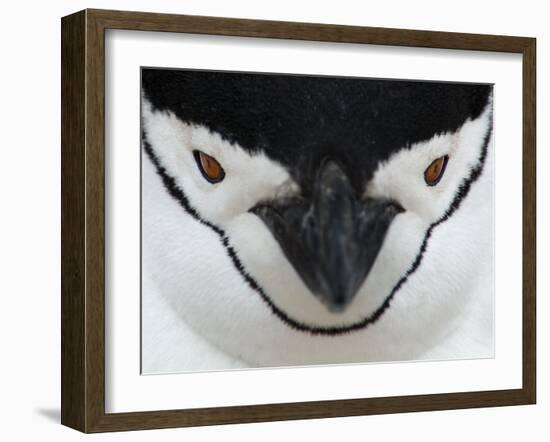 Chinstrap Penguin Face Portrait, Antarctica-Edwin Giesbers-Framed Photographic Print